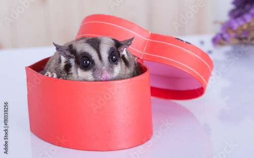 flying squirrel in the red box