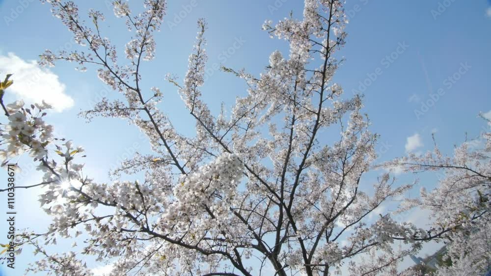 Under the cherry blossoms, slow motion, dolly in. Under the cherry blossoms, slow motion, dolly in.