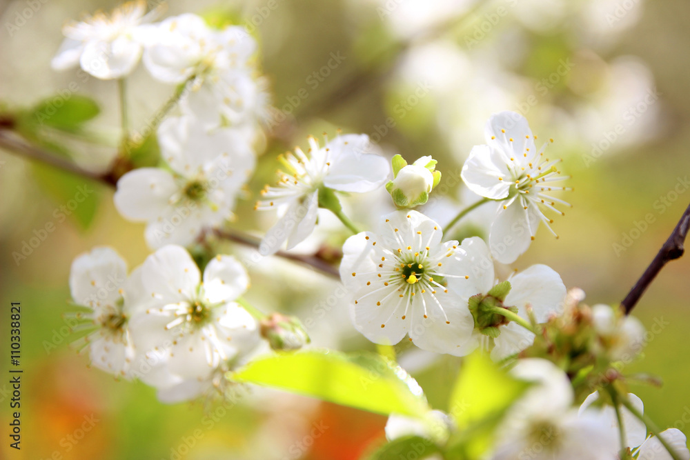 Cherry blossom. Spring blossom background. Blossom tree. Summer print. Spring print. Cherry flowers. Cherry tree branch Cherry blossom. Spring blossom background. Blossom tree. Summer print. Spring print. Cherry flowers. Cherry tree branch