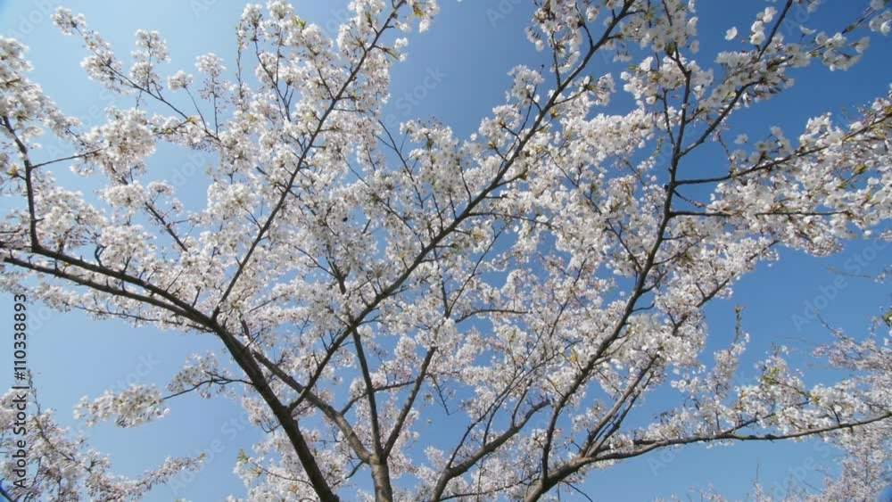 Under the cherry blossoms, slow motion, dolly in. Under the cherry blossoms, slow motion, dolly in.
