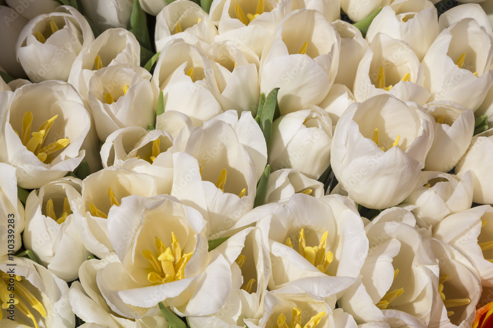 White tulips at market