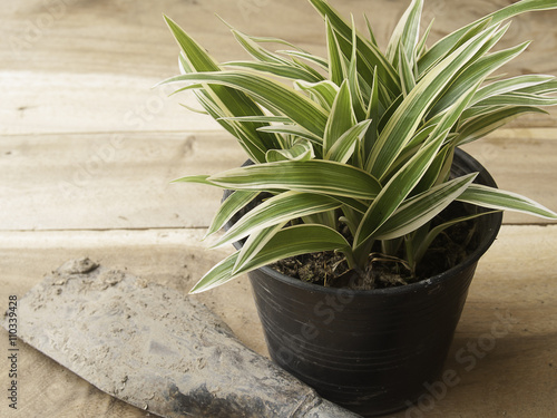 Wallpaper Mural black plastic pot of Chlorophytum comosum with spade on wood bac Torontodigital.ca