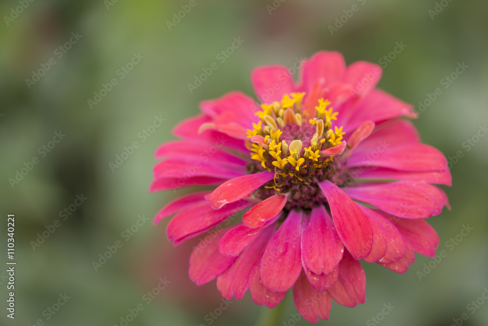 Zinnia flower or Zinnia Violacea Cav. macro close up.
Zinnia flower or Zinnia Violacea Cav. macro close up.