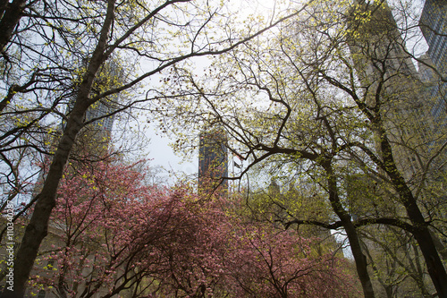Park in New York City