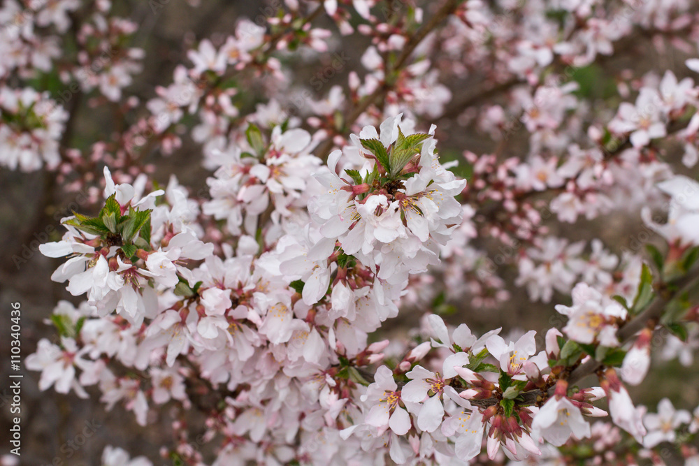 Cherry blossoms Cherry blossoms