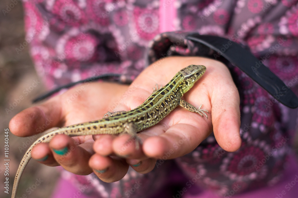 Green lizard in child hand Green lizard in child hand