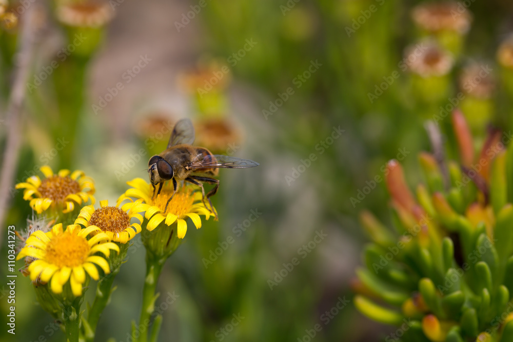 Honey Bee on Yellow Flower, Close Up Macro Honey Bee on Yellow Flower, Close Up Macro