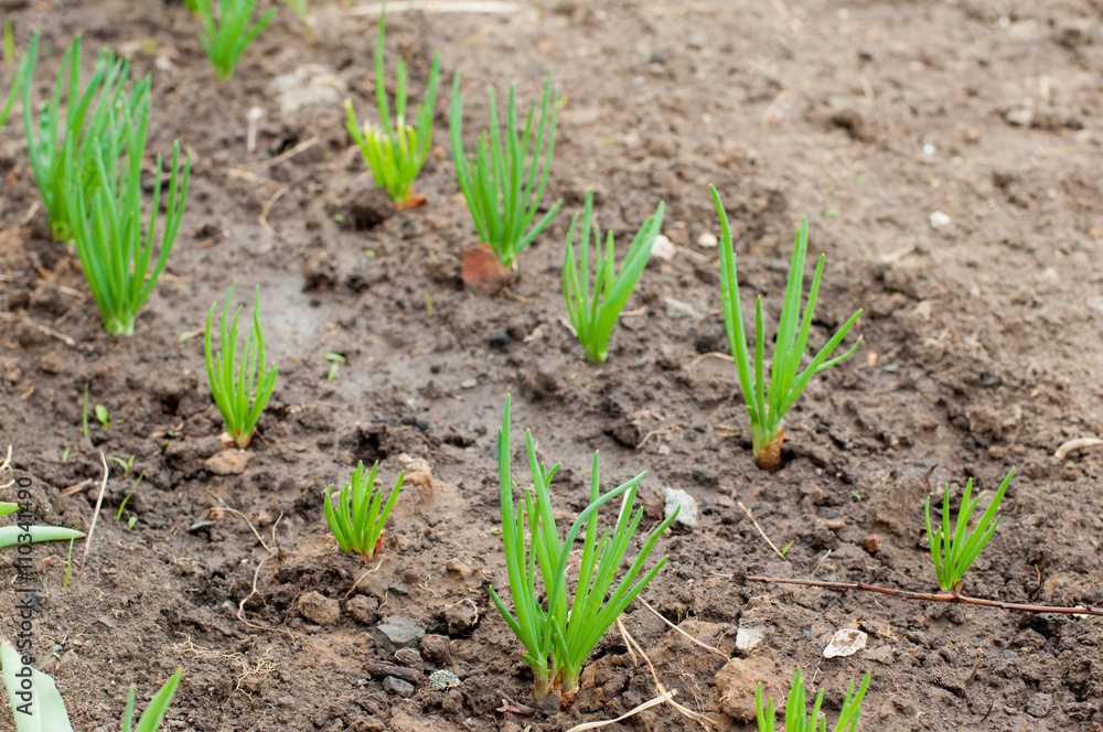 Farming. Onion plantation in the vegetable garden Farming. Onion plantation in the vegetable garden
