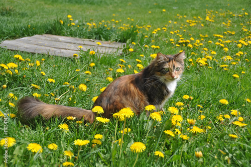 Beautiful cat sitting on the green grass with yellow dandelions