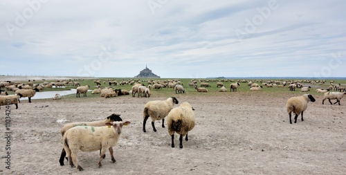 Les moutons des prés salés et le Mont-saint-Michel à marée basse © aquaphoto