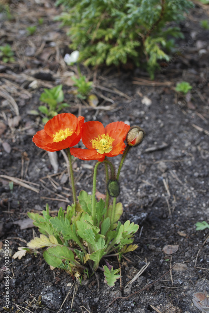 Papaver nudicaule 'Garden Gnome' bloom. Springtime. Papaver nudicaule 'Garden Gnome' bloom. Springtime.