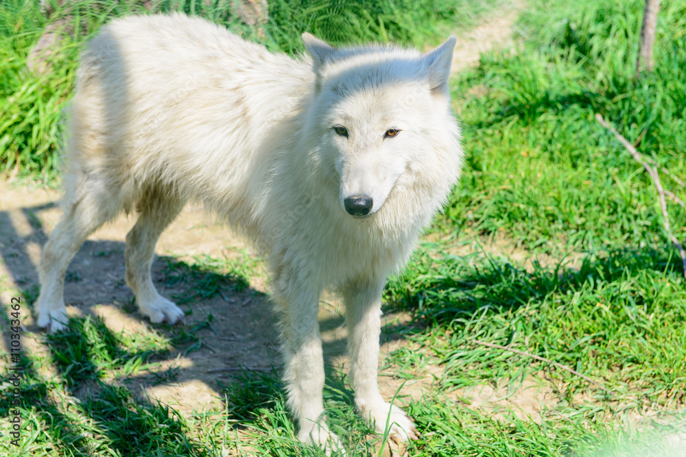predator white fluffy wolf predator white fluffy wolf