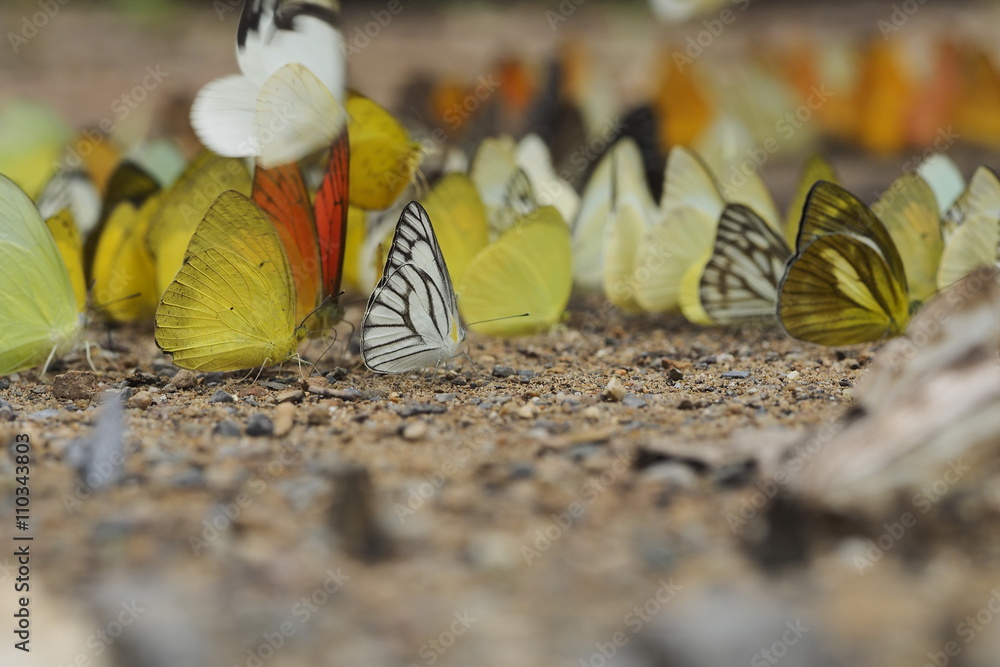 Fototapeta premium Butterflys group /OLYMPUS DIGITAL CAMERA