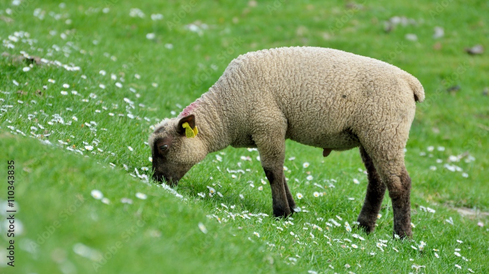 Mouton dans les prés salés au Mont-saint-Michel