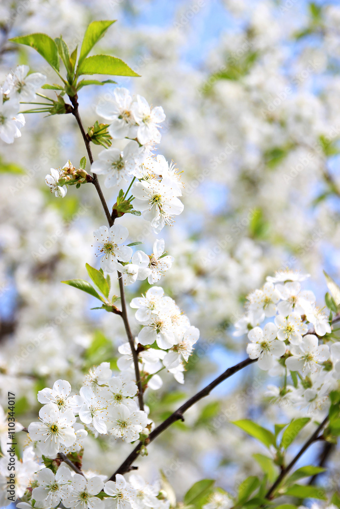 Cherry blossom. Spring blossom background. Blossom tree. Summer print. Spring print. Cherry flowers. Cherry tree branch Cherry blossom. Spring blossom background. Blossom tree. Summer print. Spring print. Cherry flowers. Cherry tree branch