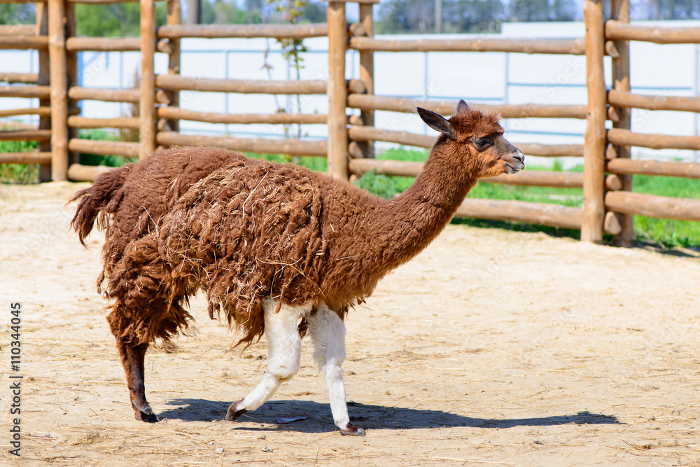 Obraz premium Lama alpaca animal