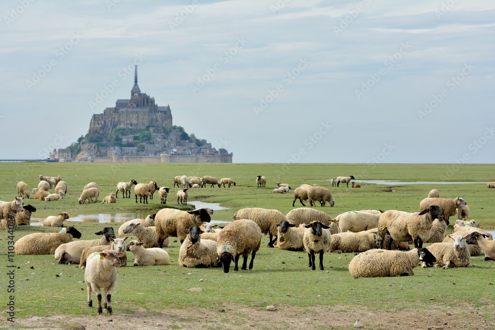 Naklejka premium La baie du Mont-saint-Michel avec les moutons des prés salés