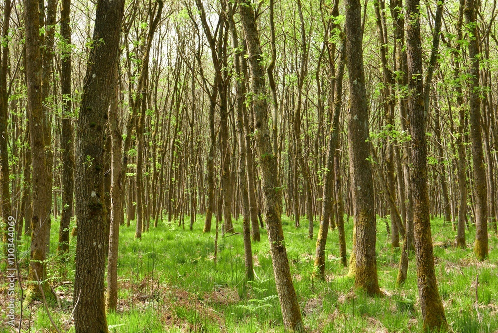 Sous-bois au printemps