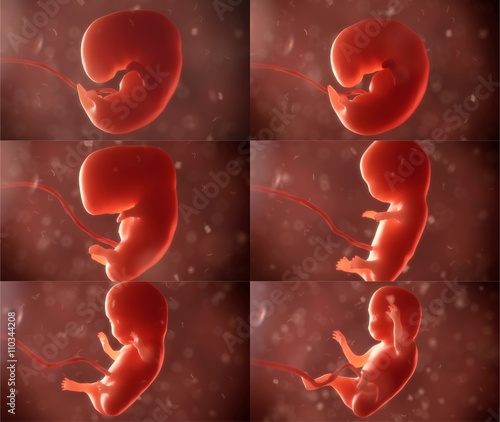 Slika na platnu embryo life realistic visualisations set 3d rendering