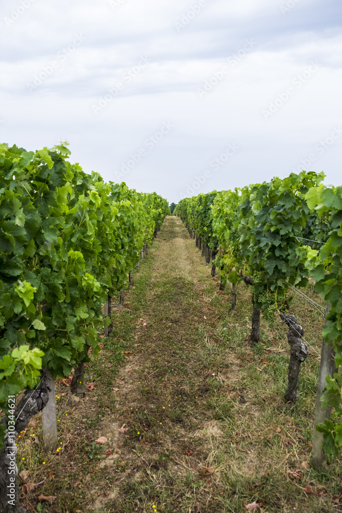 Row of vines at vineyard