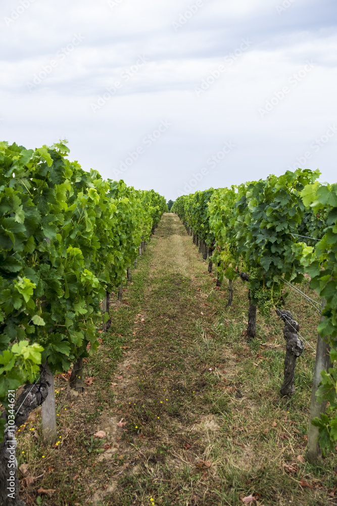 Row of vines at vineyard Row of vines at vineyard