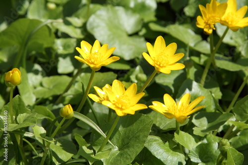 Yellow flower