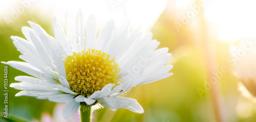 Fototapeta Naklejka Na Ścianę i Meble -  daisy at sunset