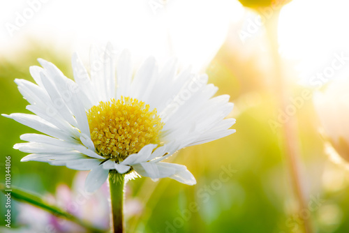 Fototapeta Naklejka Na Ścianę i Meble -  daisy at sunset