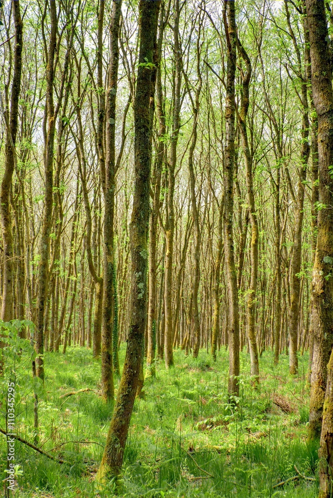 Naklejka premium Sous-bois au printemps