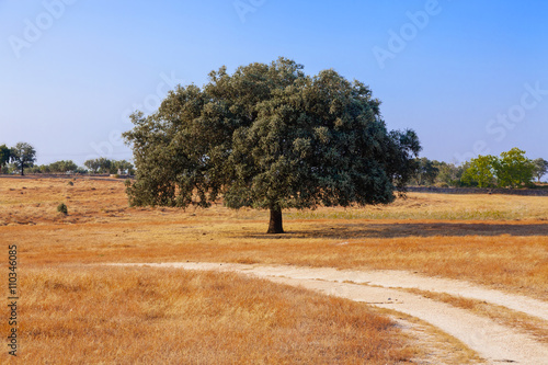 Holm Oak (Quercus Ilex) in a Summer landscape in Crato, South of Portugal. Crato, Alto Alentejo Province, Portugal.