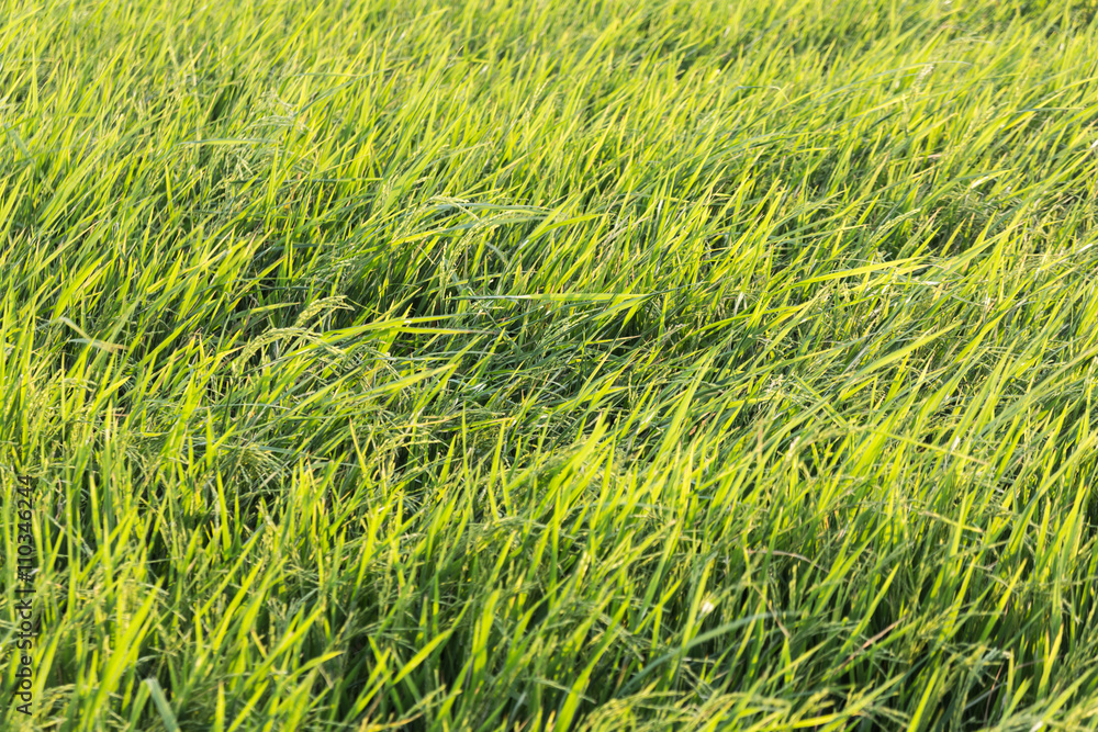 Grasses in the rice field. Grasses in the rice field.