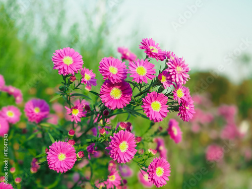 beautiful pink cutter flower on the garden