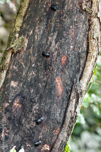Lesser stag beetles (Dorcus parallelipipedus) are mating on a damaged trunk of silver leaved whitebeam (Sorbus aria). There are clearly visible pits, where females laid eggs. 