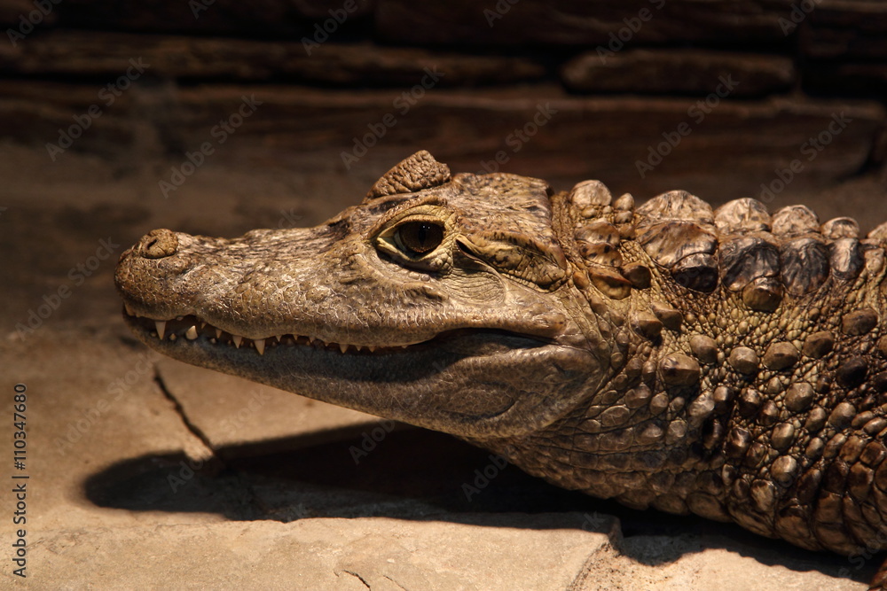 Fototapeta premium Crocodile