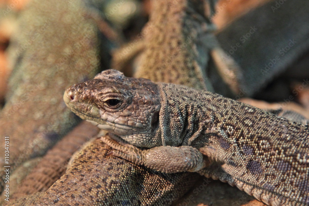 Lizard Lizard