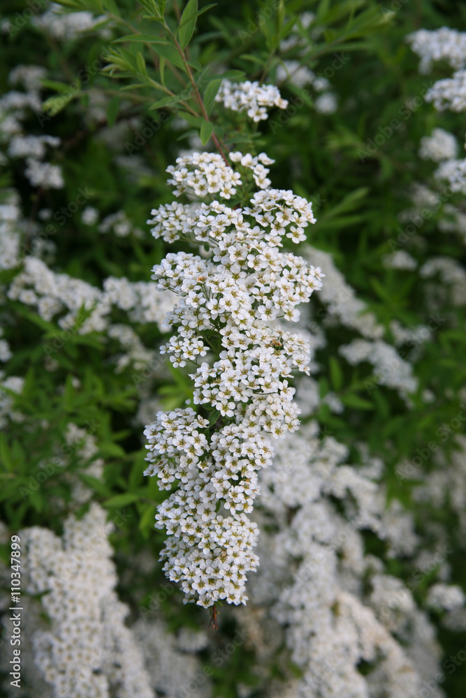 Spiraea Grefsheim Spiraea Grefsheim