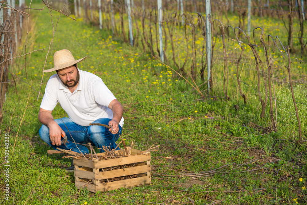 Worker pruning vine in vineyard Worker pruning vine in vineyard