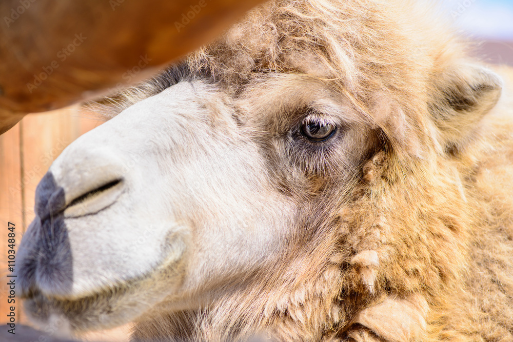 Fototapeta premium bactrian camel animal