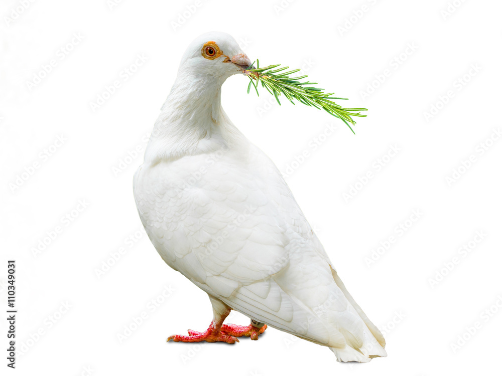 Fototapeta premium white dove bird isolated on white