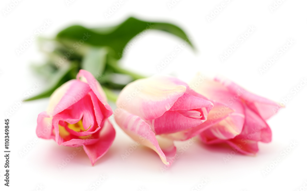 Three pink tulips. Three pink tulips.