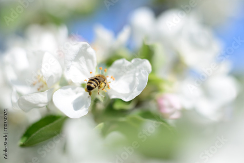 Honeybee and white flowers