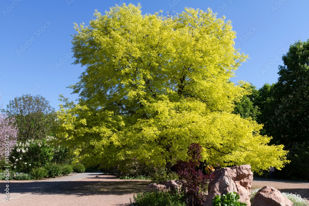 Naklejka premium Big bird cherry in the botanical garden