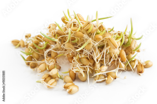 Sprouted wheat on a white background