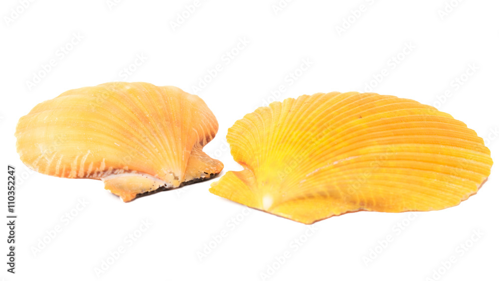 set of seashells set of seashells