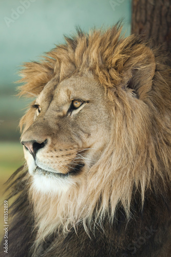 Lion  Panthera leo .