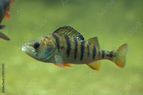 European perch (Perca fluviatilis).