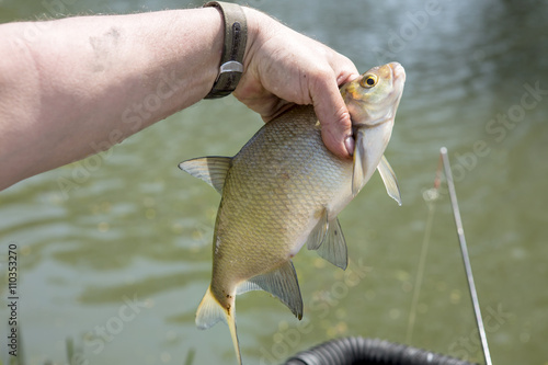 Bream. A bream that is large enough to keep will be thrown back into the canal for another fishing competition.