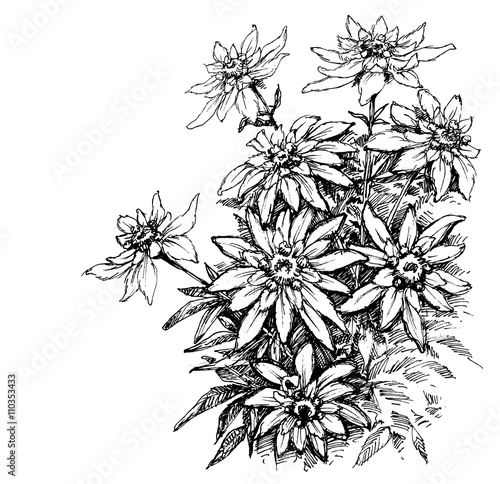 Edelweiss etching, rare flowers foliage