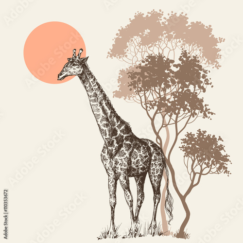 Safari sunset background, nature scenery, trees and giraffe