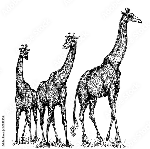 Group of giraffes